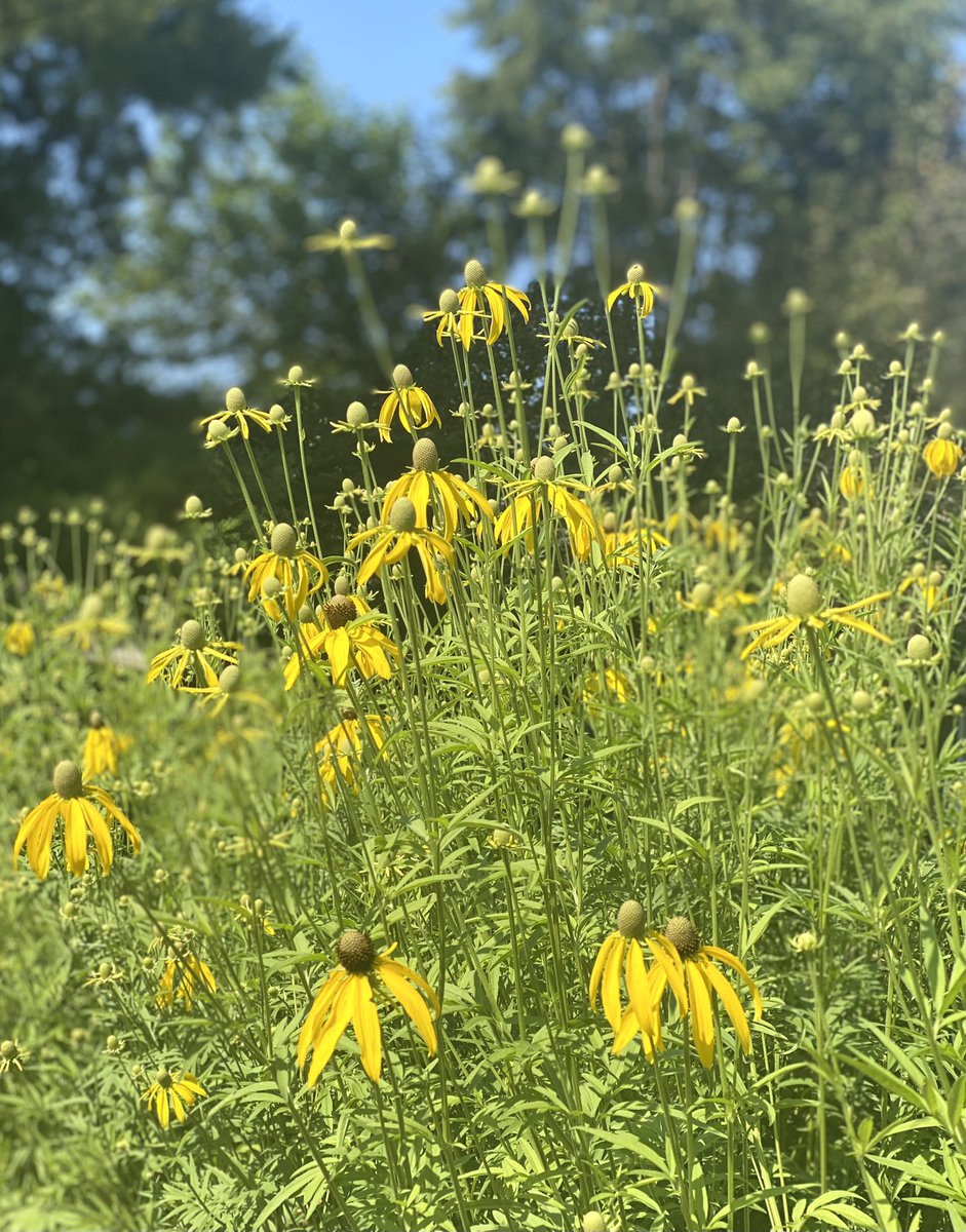 helena sarin tweet media