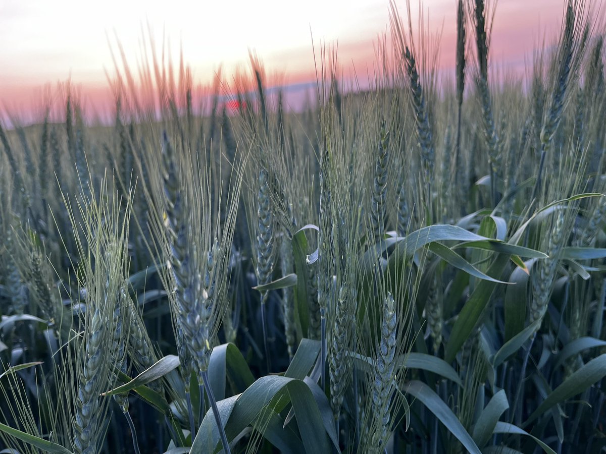 GuellyKristen's tweet photo. Checking the fields for wheat midge last night #WestCdnAg #abbugs23 https://t.co/q32LMm0xTN