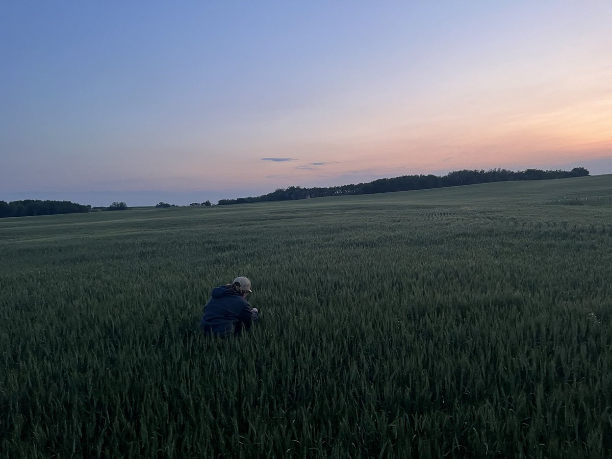 GuellyKristen's tweet photo. Checking the fields for wheat midge last night #WestCdnAg #abbugs23 https://t.co/q32LMm0xTN