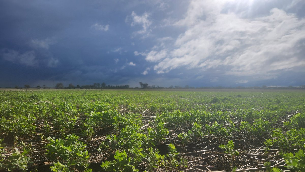 Lentils loving the rain! Seasons progressing nicely.