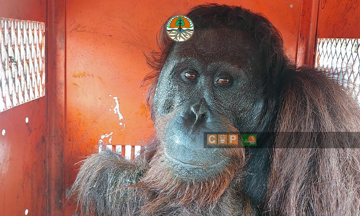 orangutan_COP's tweet photo. Kehilangan habitat, begitulah orangutan jantan ini akhirnya translokasi ke Hutan Lindung Gunung Mesangat, Kabupaten Kutai Timur, Kaltim. #APECrusader He safe now! https://t.co/VYmbuXDm6N https://t.co/72vvEXqlr2