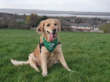 FlintshireCC's tweet photo. Green Dog Walkers (GDW) is a non-confrontational, friendly way to help change attitudes about dog fouling.

Dog owners and dog walkers support the scheme by signing a pledge to clean up after their pets. 

Sign the pledge for you and your dog!

https://t.co/UWqcZZSDI2 https://t.co/5U7mESe7jI