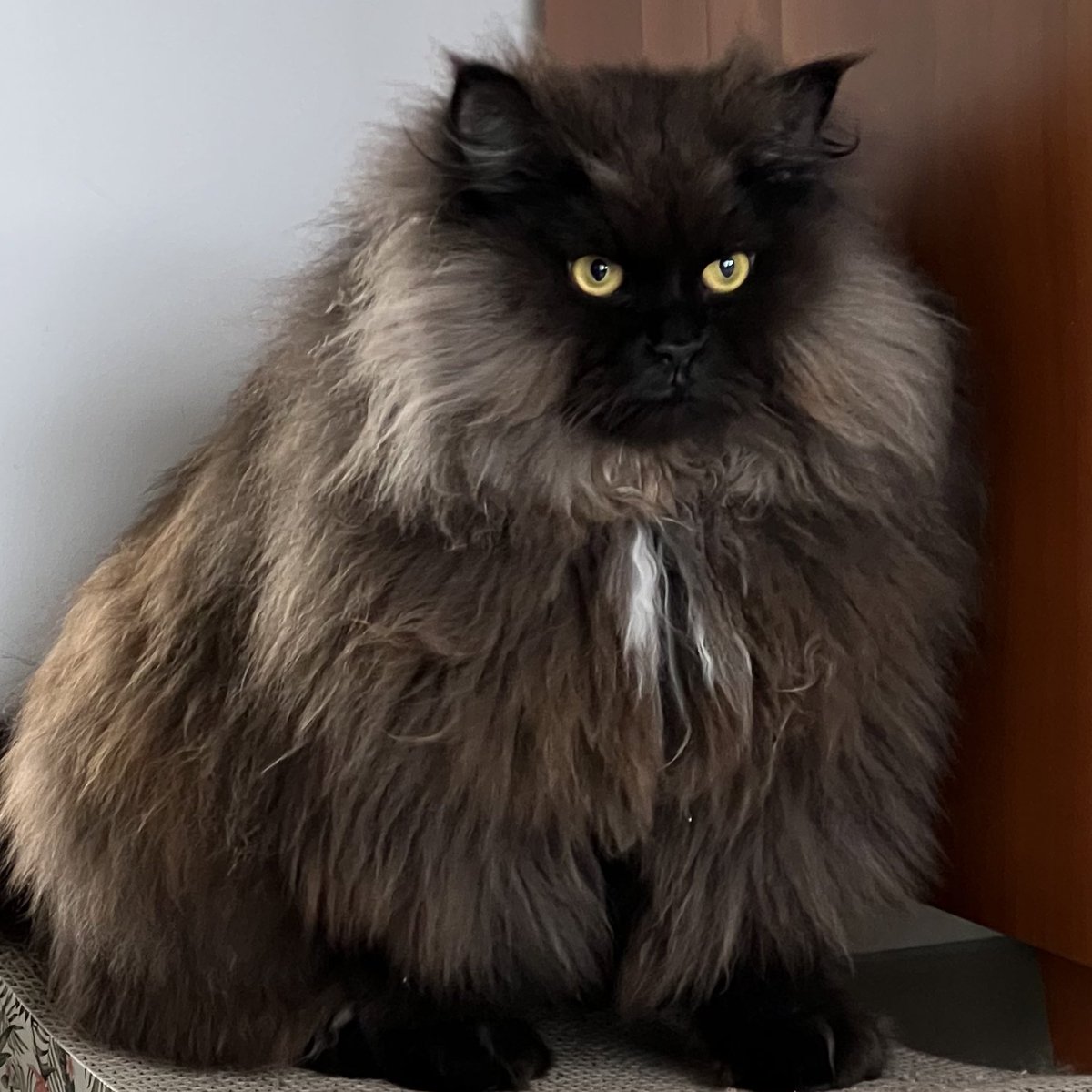 Ru_and_Po's tweet photo. 真剣🐱

#猫好きさんと繫がりたい #猫写真 
#猫のいる暮らし #サイベリアン
#もふもふ https://t.co/X5L5WtPHXl