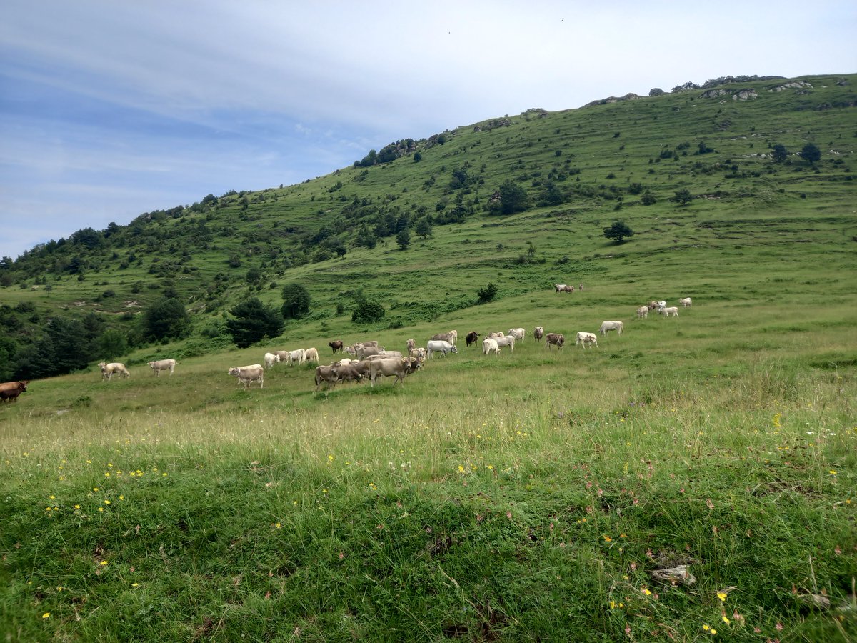 Avui som a basses de monars a rebre la transhumància,  de camí hem trobat la vacada de la Fàbrega també en transhumància.