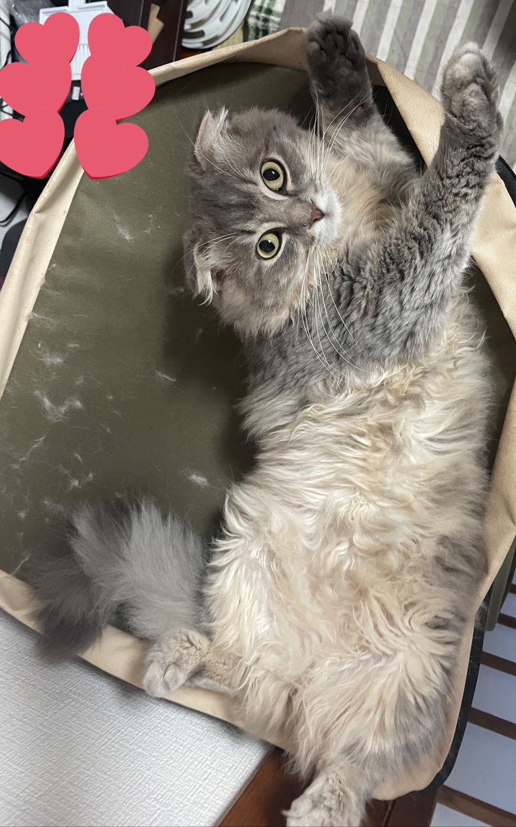 土曜まで入院になりました…
病院について酸素室に入ってからは普通に戻ってたそうで、どういう時に発作が出るのか様子を見たいそうです😔
再発なのか、後遺症なのか、てんかんなどほかの原因があるのか…

らいと離れて寂しいし不安です😔

土曜の朝イチでお迎えに行くからね😢