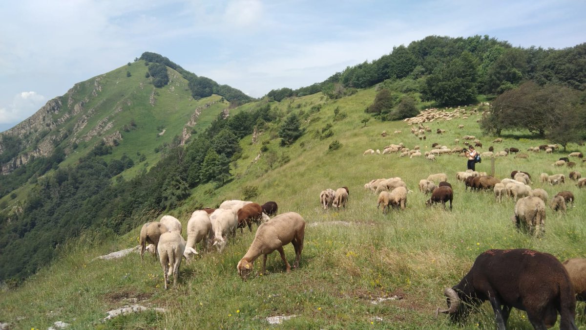 Ara mateix el ramat descansa ben aprop del pic de les Bruixes.