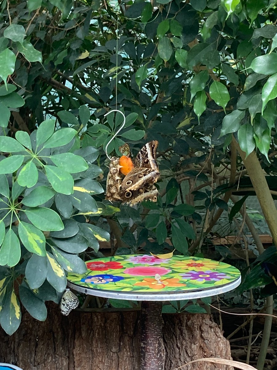 GroveSchool1's tweet photo. Year 1 are having an amazing time visiting Twycross Zoo this week to learn more about animal habitats! 🐯🐵🐧🦉🦋🐍🐢🦓🐆🦒🐅🦧 https://t.co/nx8YPA267M