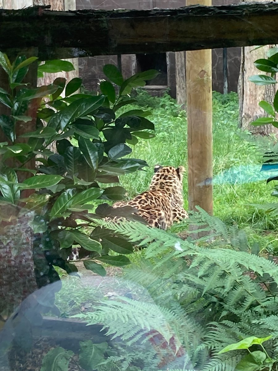 Year 1 are having an amazing time visiting Twycross Zoo this week to learn more about animal habitats! 🐯🐵🐧🦉🦋🐍🐢🦓🐆🦒🐅🦧