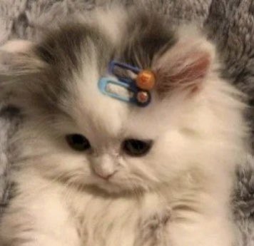 میگن تازه واردا رو حمایت میکنین 
هل میدین بیام بالا🥺
فالو=فالو
ریت=ریت