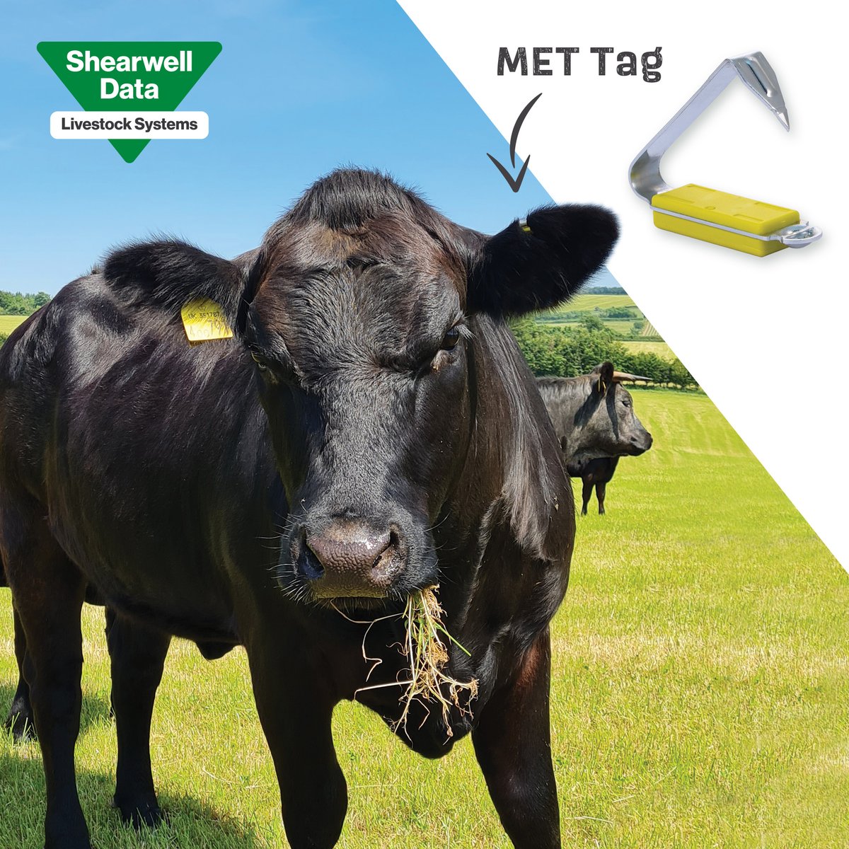 Shearwell's tweet photo. Are you thinking about moving your herd to #EID? The #METTag offers the perfect solution in providing you with a durable metal tag with #RFID capabilities. Talk to your local rep or call our sales office on 01643 841611 for information on EID #cattle tags. https://t.co/QhfdcqERwZ