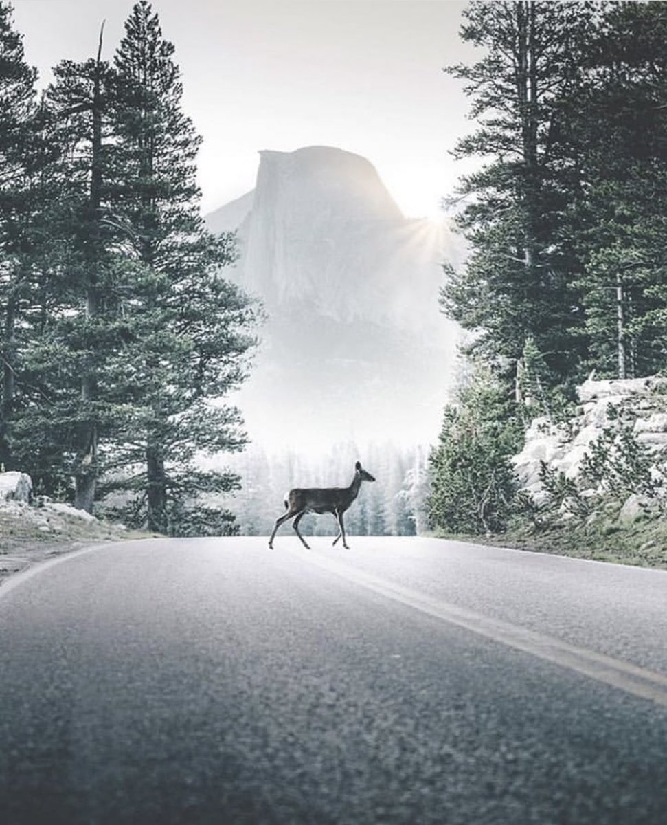 Yosemite National Park 🏞️