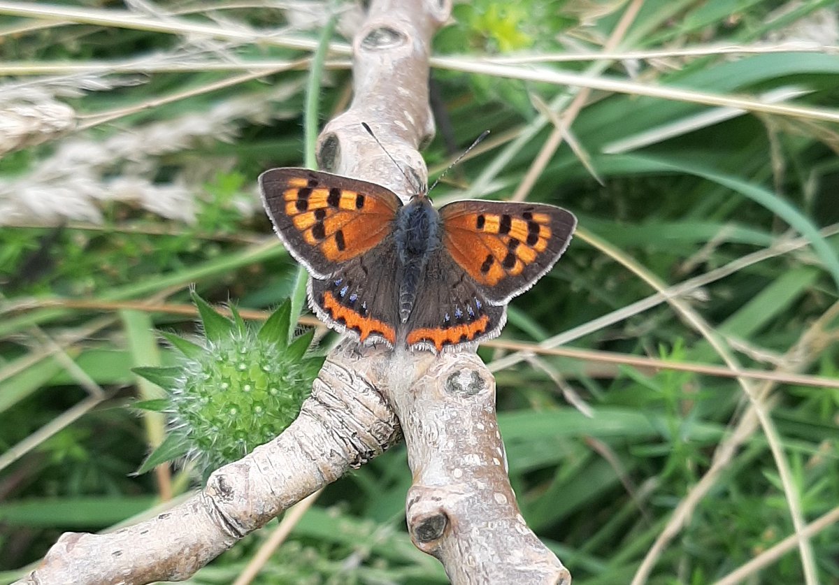 Anthonie Stip tweet media