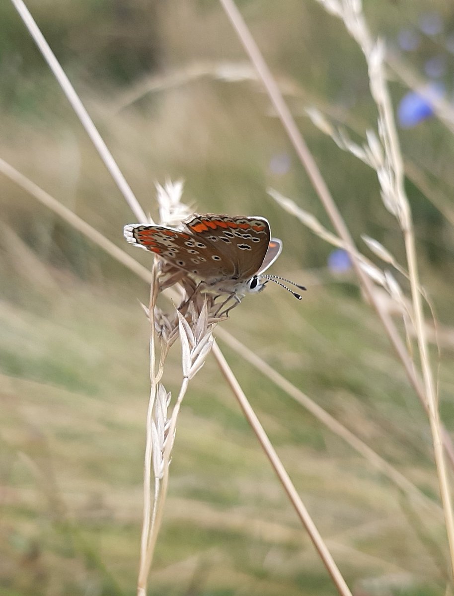 Met collega's <a href="/vlinderNL/">De Vlinderstichting</a> in de middagpauze vlinders tellen voor het meetnet, op de Grebbedijk <a href="/ValleienVeluwe/">Waterschap Vallei en Veluwe</a>. Best wat verse dagpauwogen, bruin blauwtjes en kleine vuurvlinders. Dat belooft wat voor de #tuinvlindertelling dit weekend! #fingerscrossed