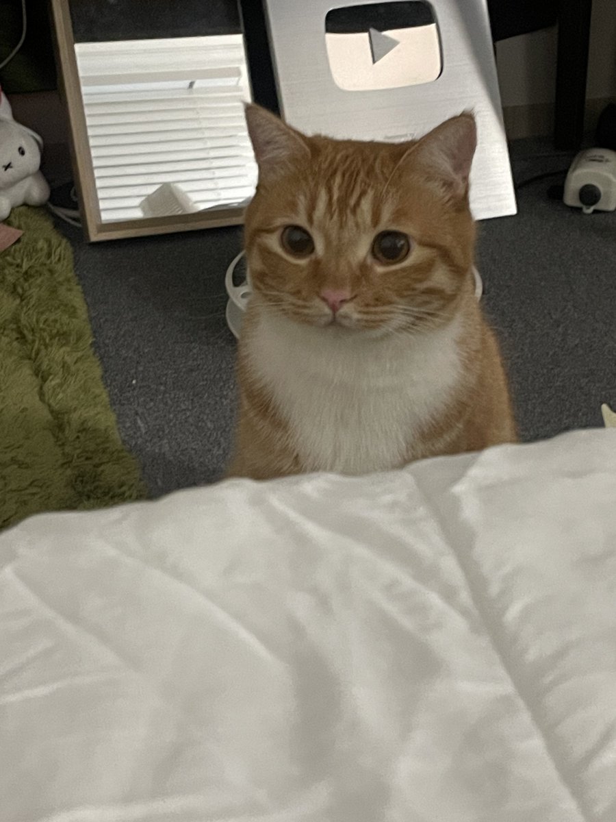 dongggeul's tweet photo. 네??이런 개새끼가 진짜..! 지금당장출동하겠습니다 https://t.co/KN1mIEVzes