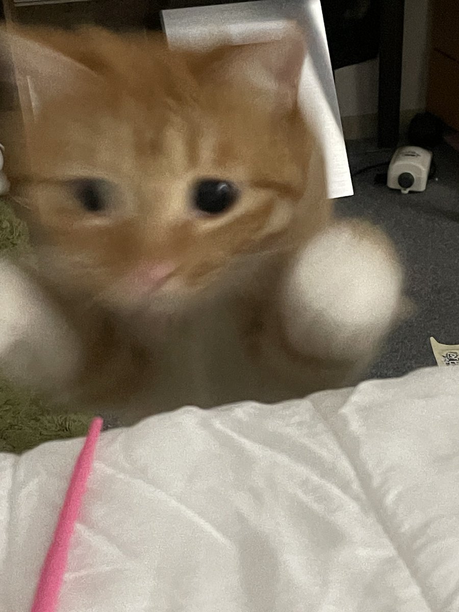 네??이런 개새끼가 진짜..! 지금당장출동하겠습니다