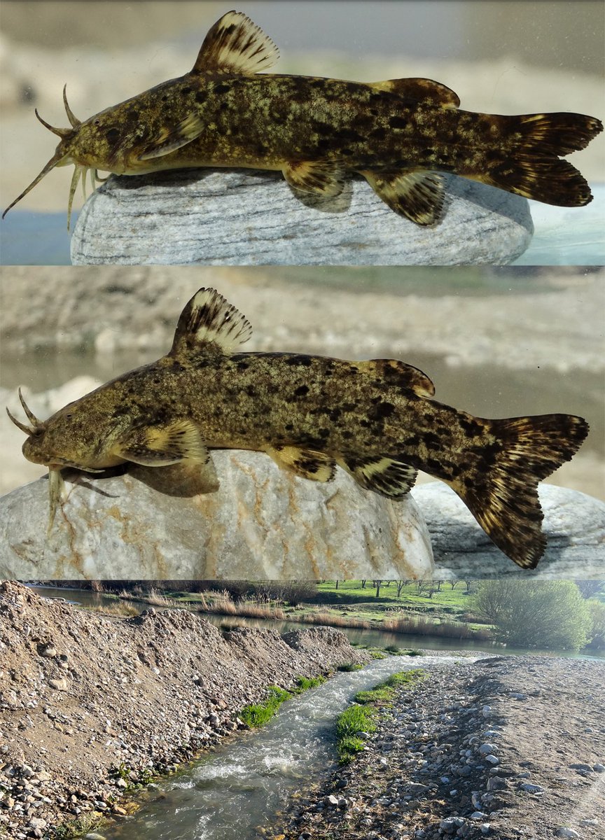 #NewSpeciesAlert - #𝐺𝑙𝑦𝑝𝑡𝑜𝑡ℎ𝑜𝑟𝑎𝑥 𝑣𝑎𝑡𝑎𝑛𝑑𝑜𝑢𝑠𝑡𝑖, a new species of torrent #catfish from the upper Karkheh drainage in #Iran (Teleostei: #Sisoridae). #Catfishes #Sisorid
🔒 bit.ly/3pu3rF7