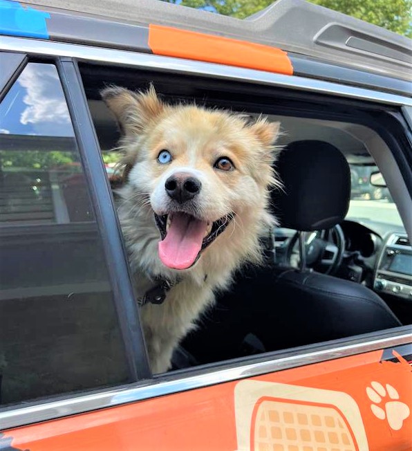 RaffertySubaru's tweet photo. Rafferty #RESCUE #POTW: Hamster! https://t.co/5A8MqJqZvh………. #petoftheWeek #RaffertyRescue #rescuedog #RescueDogs #ADOPT
@Providence_AC https://t.co/AueHgaUlv1