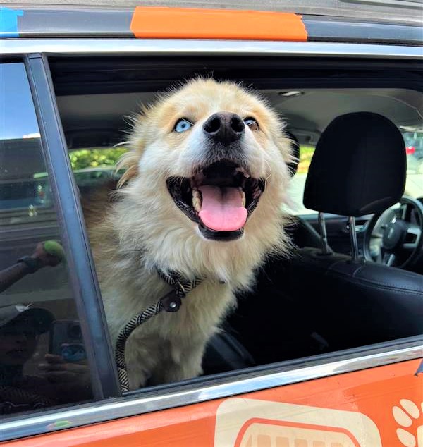 RaffertySubaru's tweet photo. Rafferty #RESCUE #POTW: Hamster! https://t.co/5A8MqJqZvh………. #petoftheWeek #RaffertyRescue #rescuedog #RescueDogs #ADOPT
@Providence_AC https://t.co/AueHgaUlv1