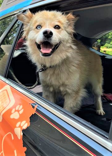 RaffertySubaru's tweet photo. Rafferty #RESCUE #POTW: Hamster! https://t.co/5A8MqJqZvh………. #petoftheWeek #RaffertyRescue #rescuedog #RescueDogs #ADOPT
@Providence_AC https://t.co/AueHgaUlv1