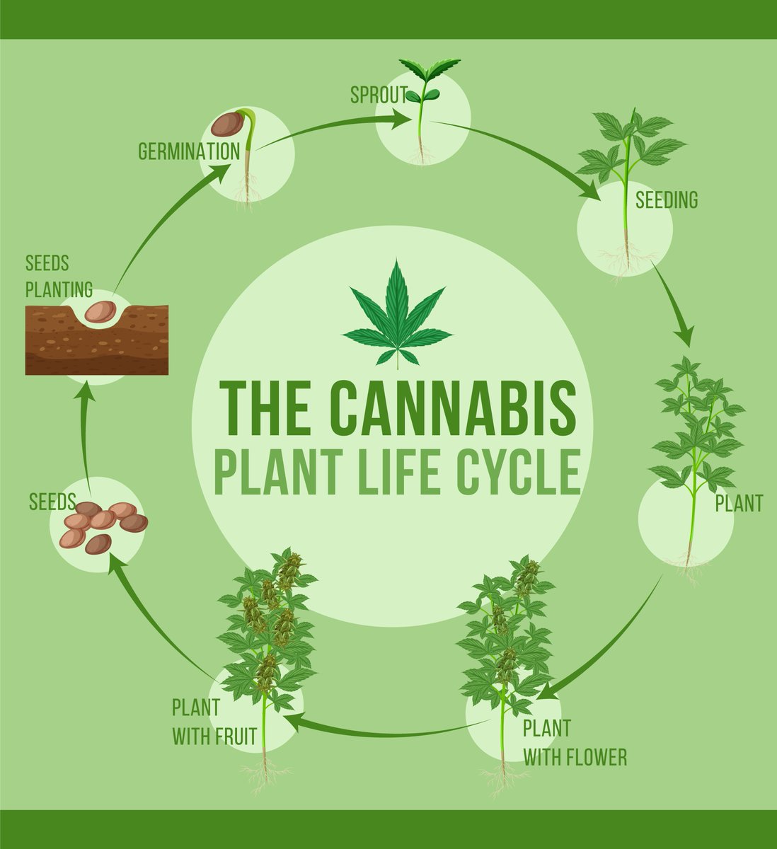 Sophiacarter192's tweet image. While many people are aware of cannabis's uses and advantages, very few are aware of how the plant is created.  #thcfree #cbd #medical #marijuana #seeds #plantingseeds #cannabis
visit here : greenpotmd.com/comprehensive-…