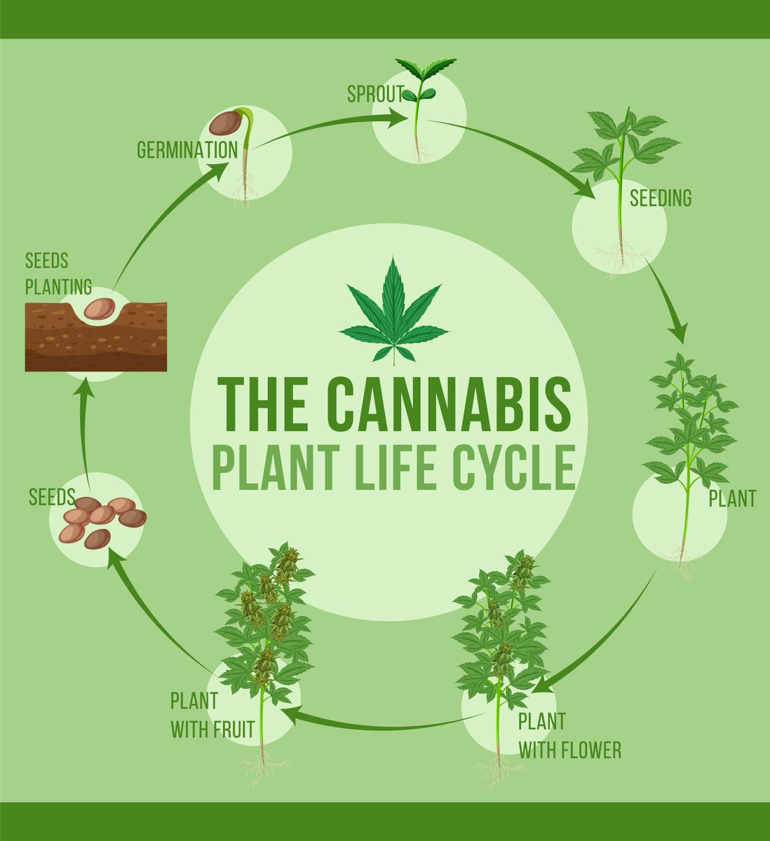 While many people are aware of cannabis's uses and advantages, very few are aware of how the plant is created. #thcfree #cbd #medical #marijuana #seeds #plantingseeds #cannabis visit here : greenpotmd.com/comprehensive-…