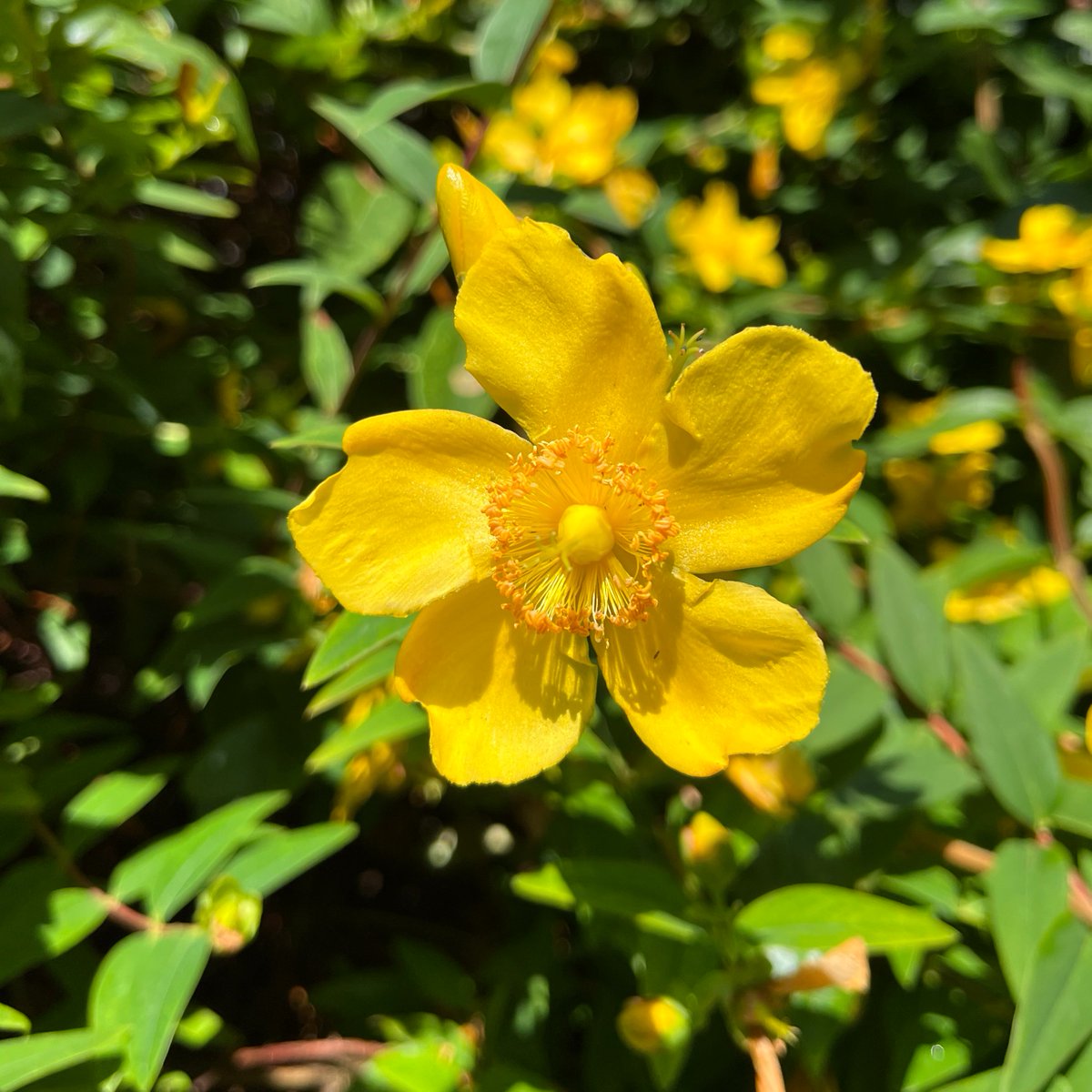 KupalaBrighton's tweet photo. 'A few days before the celebration we would go looking for wildflowers. We'd pray that they wouldn’t wilt and that they'd bloom by the time we needed them to make a wreath.' Lesya Kyrylenko

Same. Will the St John's Wort hold out till St John's – Ivana – festival? https://t.co/0qQtG18C1v