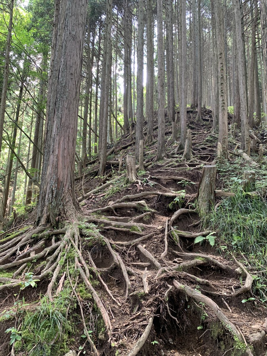 koikedao's tweet photo. 6月中旬の梅雨の晴れ間に1年振りの金剛山⛰️しんどいけど気持ち良かった!ちょうど良い距離
またちょこちょこ登るかぁ〜
#金剛山 #MtKongo #登山 https://t.co/rA72eLA0dM