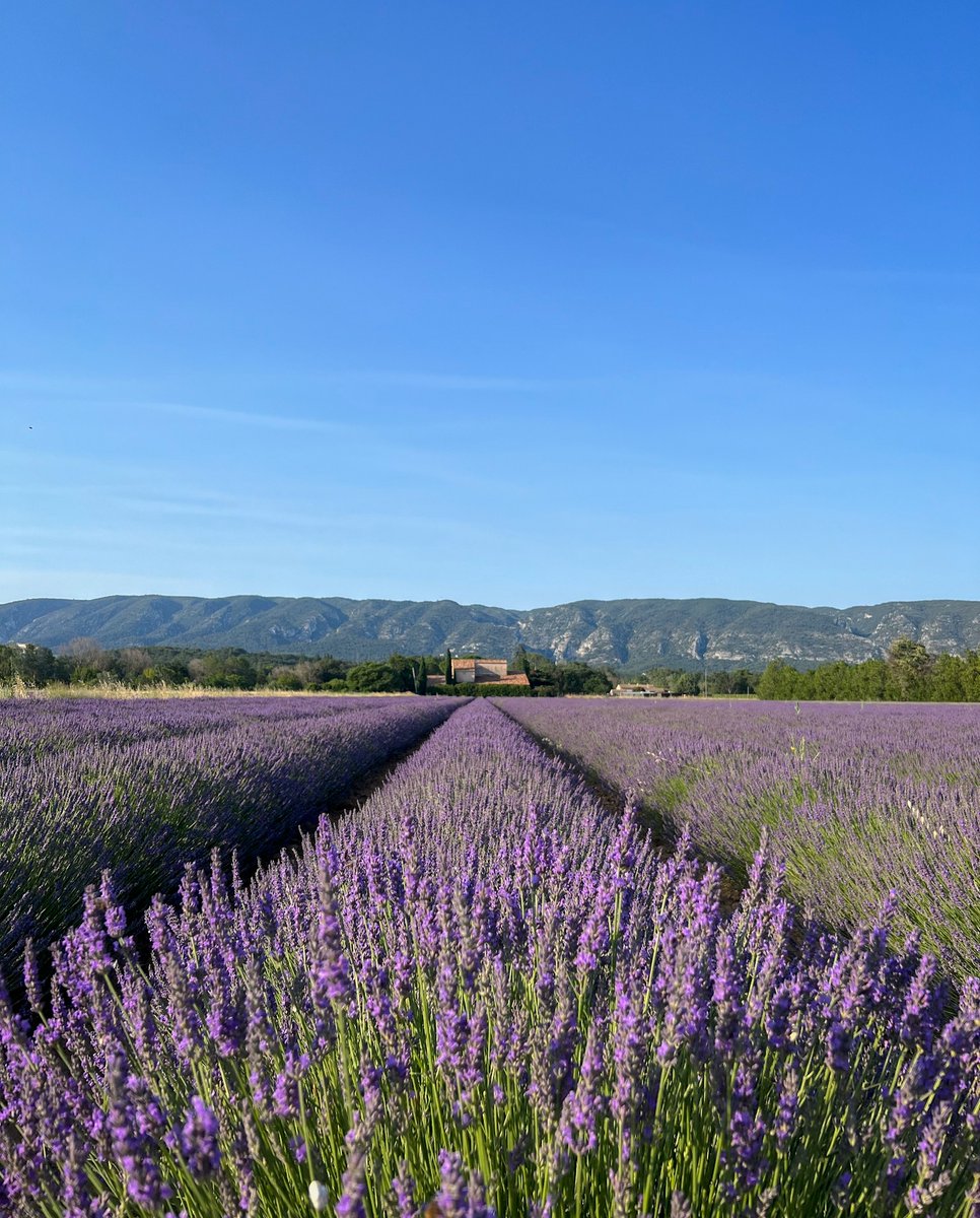 OTLuberon's tweet photo. Moment douceur dans le Luberon 💜 #jeudiphoto
#provence #luberon #destinationluberon #luberonprovence #lavandin #lavande #oppede #vaucluse https://t.co/6RoDXhEUKv