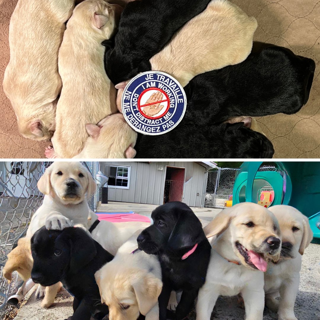 ECADServiceDogs's tweet photo. #throwbackthursday to when Mama Maple's #Patchworkpups were just a day old; now they have gone off to their nursery homes and into the coalition to change lives!!#futureservicedogs #servicedogsintraining #ecadservicedogs #tbt #journeytoindependence #helpdgoshelphumans https://t.co/YXXbHP4b9t