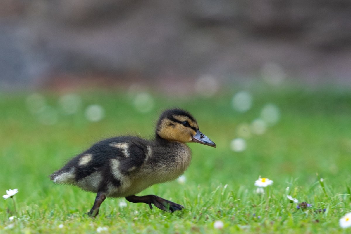 We recently spotted that a mother #duck and her newly-hatched #ducklings have set up a home in our Memorial Quad. Ducklings are "precocial," meaning they are relatively mobile from the moment of hatching. We'll keep you posted!

#BabyDucks #DuckLife #DucklingWatch