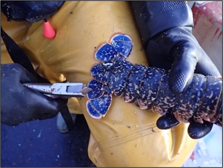D&amp;SIFCA - GUIDANCE FOR FISHERS: LOBSTER AND SPINY LOBSTER. devonandsevernifca.gov.uk/Latest-News-an…