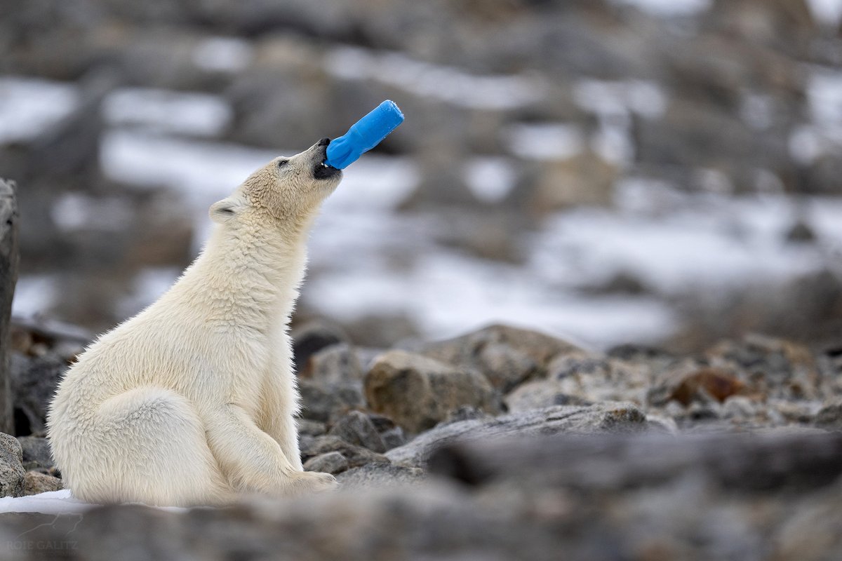 Greenpeace UK tweet media