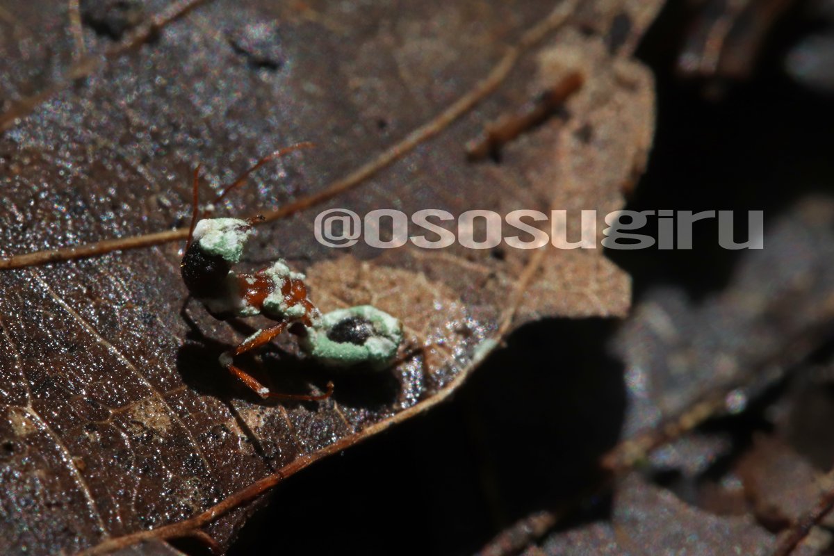 アリの成虫が緑色の粉に覆われていました。これも実は冬虫夏草の1種。宿主から察するにカイコの緑きょう病菌ではなく、Metarhizium anisopliaeでしょうね。

2023年07月02日撮影