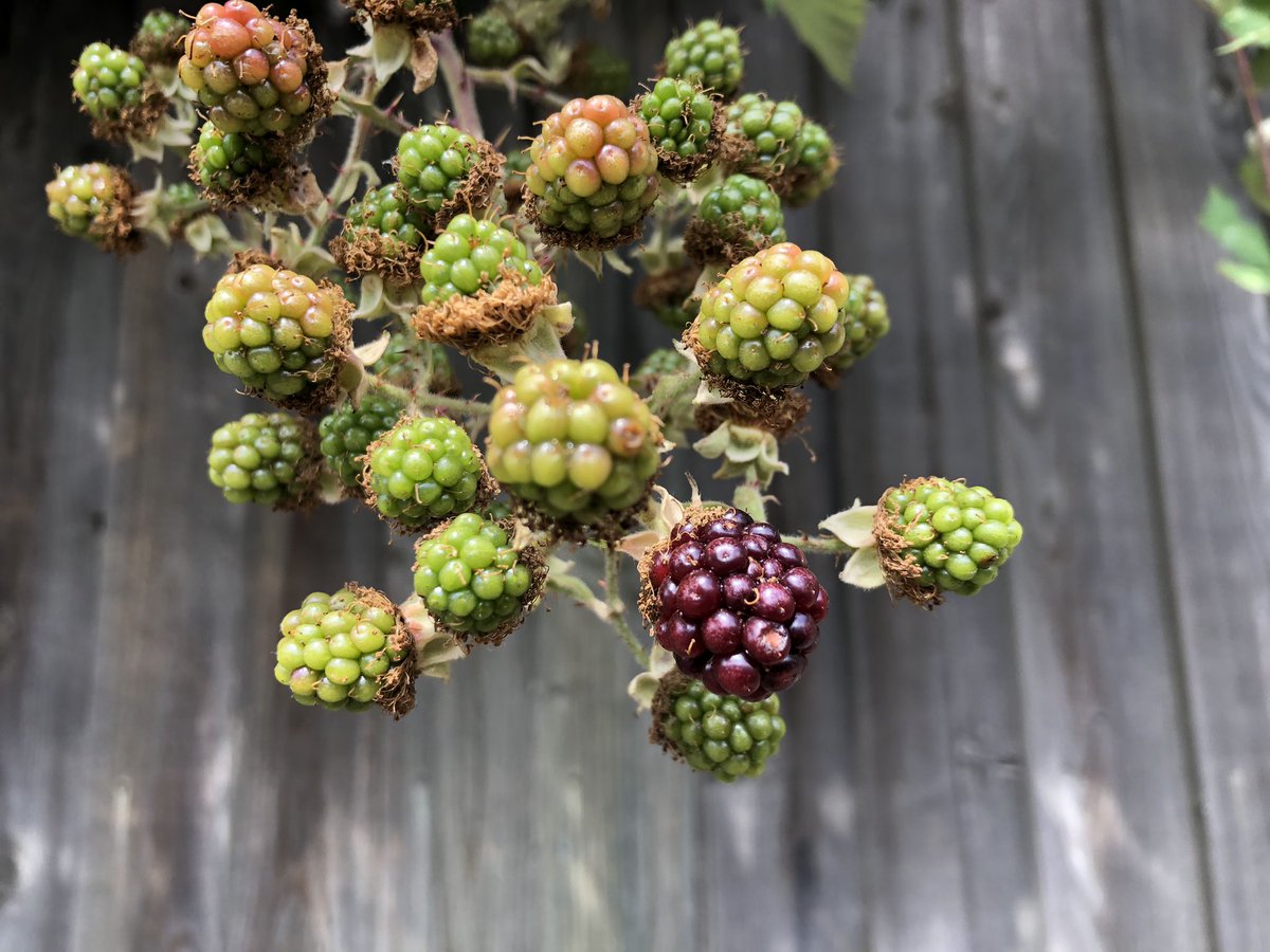 #StetWalk holding out promise for blackberries soon