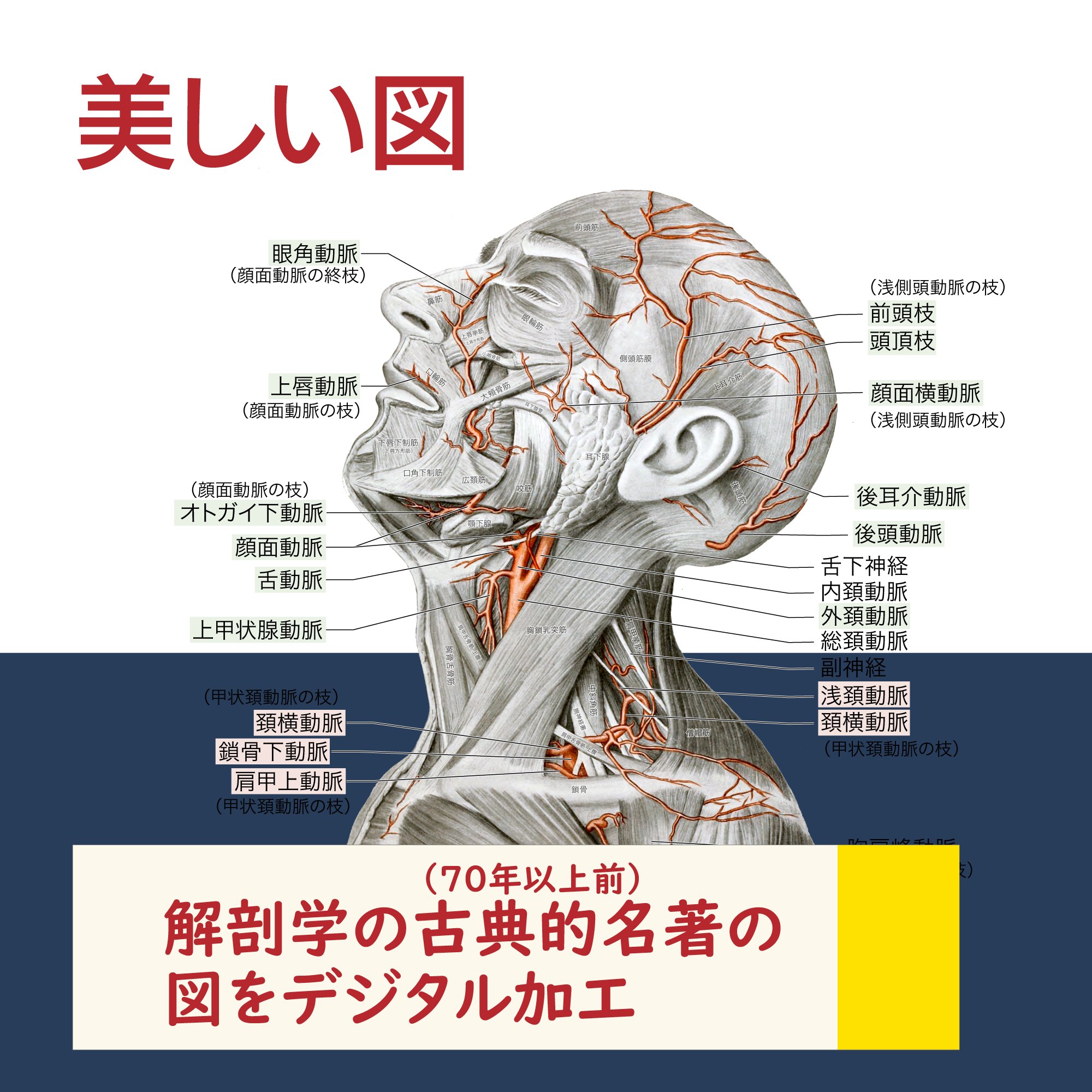イラスト解剖学 イラスト解剖学 改訂2版 |本 | 通販 | Amazon