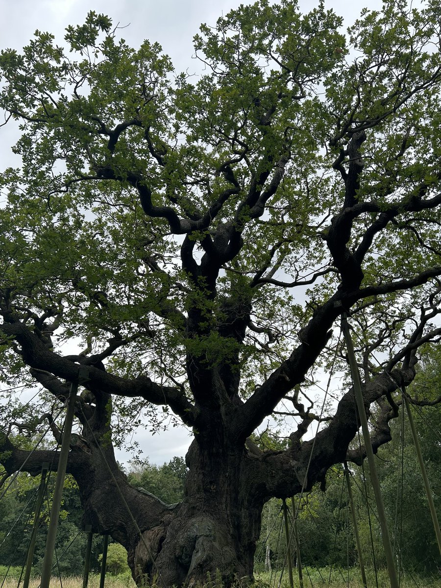 Ian Henderson tweet media