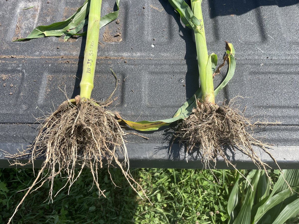 🧨DKC111-33 SmartStaxPRO🧨 hybrid on the left and a 113 day competitor Qrome product on the right. Planted side by side in Story Co. Winning has roots 😎👊 it’s in the PROformance. #Bayer4IA #NeverSettle #DEKALB #SSPRO 🔥