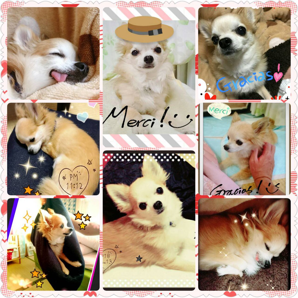 Lmn1t's tweet photo. ５年前の今日私たちの大切な家族、愛犬イヴの命日です🌈どんなに時が経っても、イヴを忘れることはありません。今日の特別な日に、思いを込めてこの場を借りて伝えたいと思いました。天国で安らかに眠っていることを願っています。イヴ🐶愛しています💕💕
＃命日
＃チワワ https://t.co/Rv9G439n7h