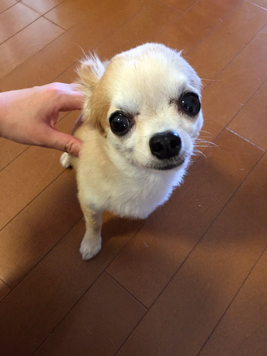 Lmn1t's tweet photo. ５年前の今日私たちの大切な家族、愛犬イヴの命日です🌈どんなに時が経っても、イヴを忘れることはありません。今日の特別な日に、思いを込めてこの場を借りて伝えたいと思いました。天国で安らかに眠っていることを願っています。イヴ🐶愛しています💕💕
＃命日
＃チワワ https://t.co/Rv9G439n7h