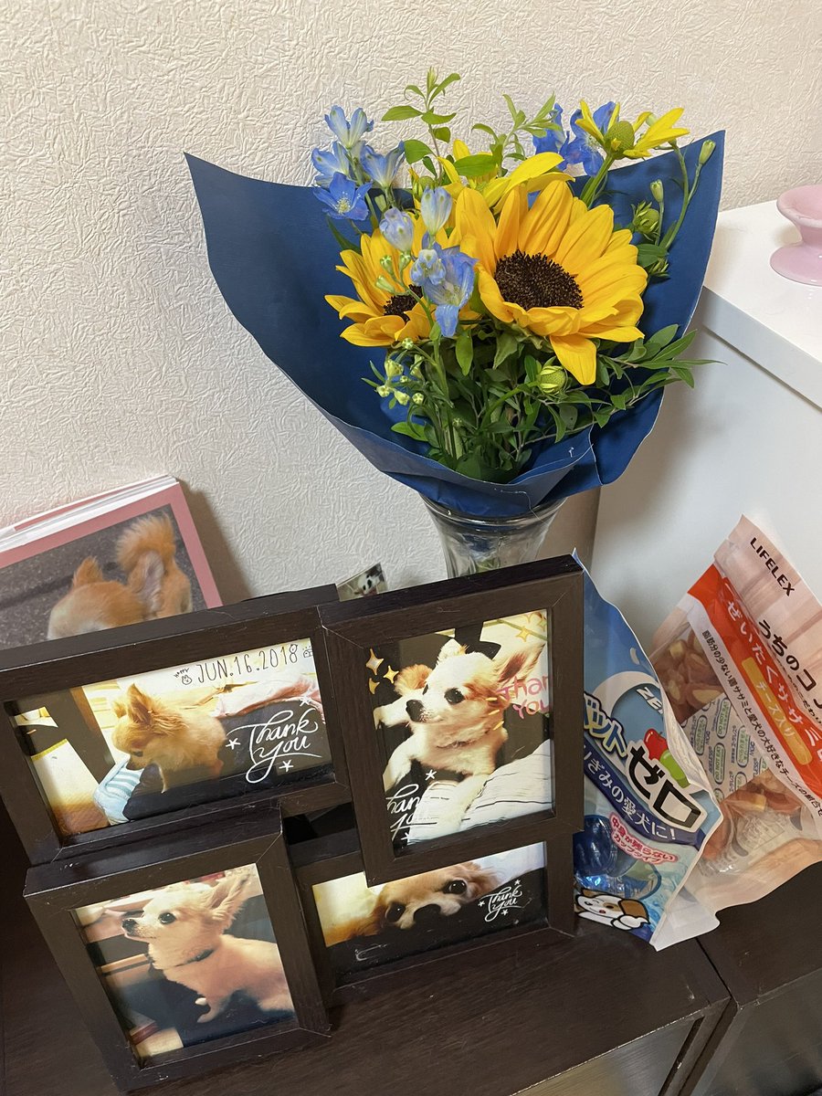 Lmn1t's tweet photo. ５年前の今日私たちの大切な家族、愛犬イヴの命日です🌈どんなに時が経っても、イヴを忘れることはありません。今日の特別な日に、思いを込めてこの場を借りて伝えたいと思いました。天国で安らかに眠っていることを願っています。イヴ🐶愛しています💕💕
＃命日
＃チワワ https://t.co/Rv9G439n7h