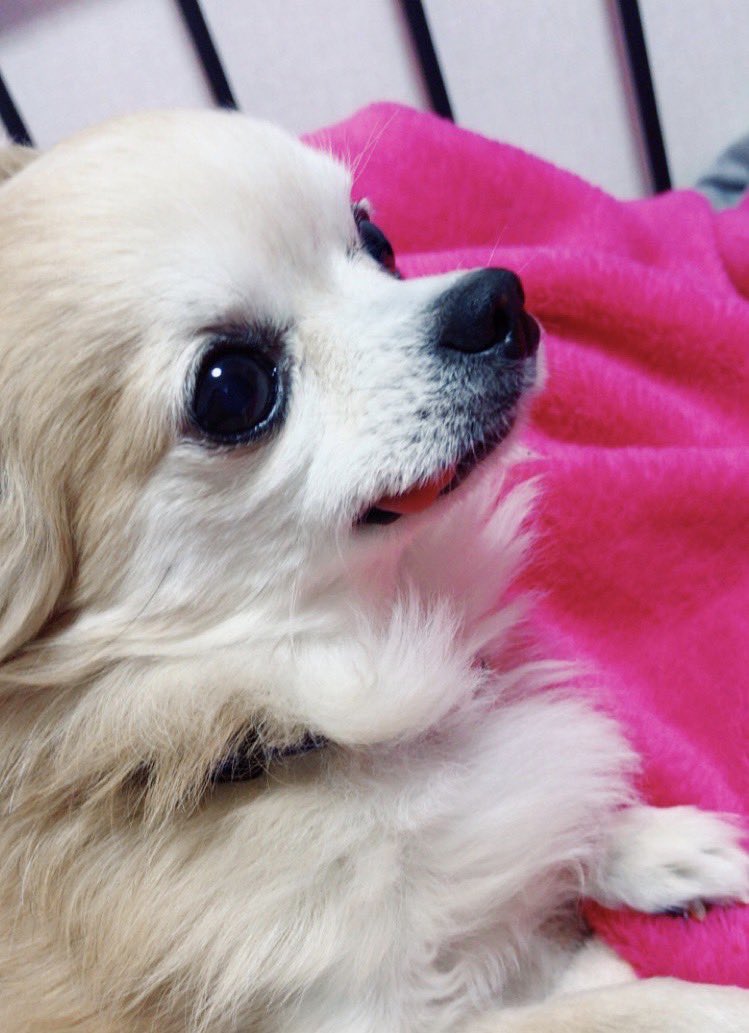 Lmn1t's tweet photo. ５年前の今日私たちの大切な家族、愛犬イヴの命日です🌈どんなに時が経っても、イヴを忘れることはありません。今日の特別な日に、思いを込めてこの場を借りて伝えたいと思いました。天国で安らかに眠っていることを願っています。イヴ🐶愛しています💕💕
＃命日
＃チワワ https://t.co/Rv9G439n7h