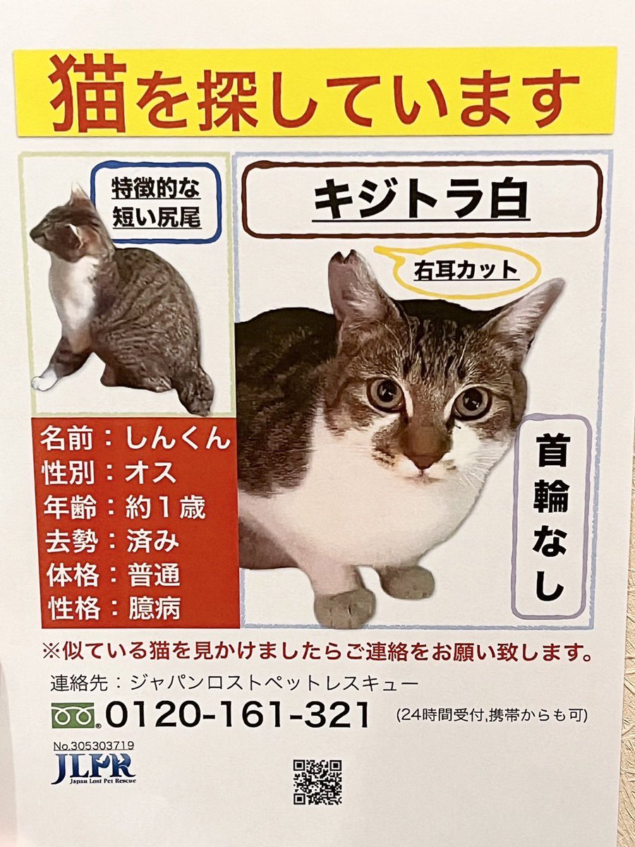 迷い猫 (きなこ) ① きなこ 迷い猫しんくん探してます (@tenpicomi) / Posts / X