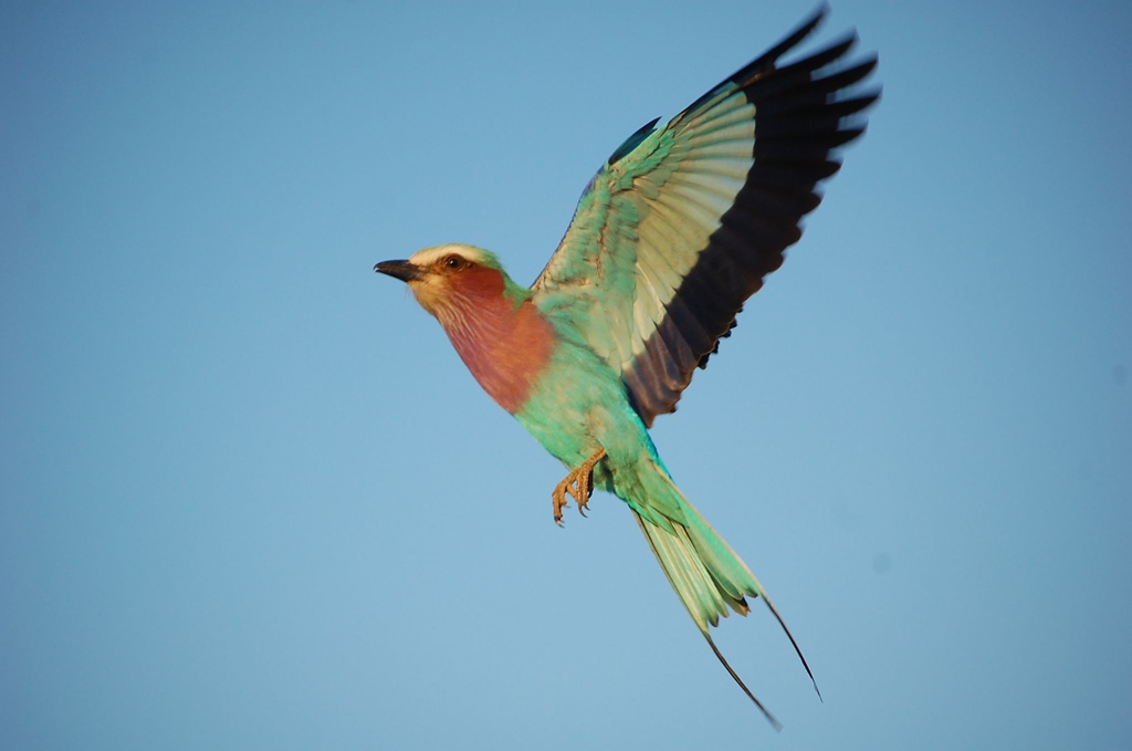 The signature bird of the Kruger National Park snapped by guest Tulsi during her recent visit to Needles! I guess you all know what bird this is?

#needlessafarilodge #birds #birdphotography #birdsofinstagram #bird_captures #ig_birds #raw_birds #feather_perfection