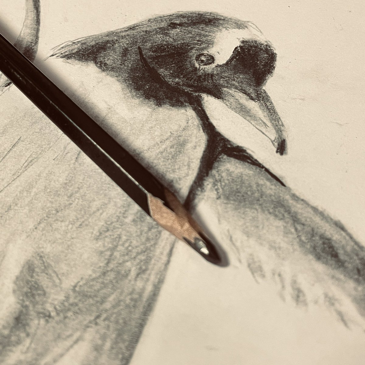 油彩画 ジェンツーペンギン 油彩画 ジェンツーペンギン しものせき水族館「海響館」公式 on X: