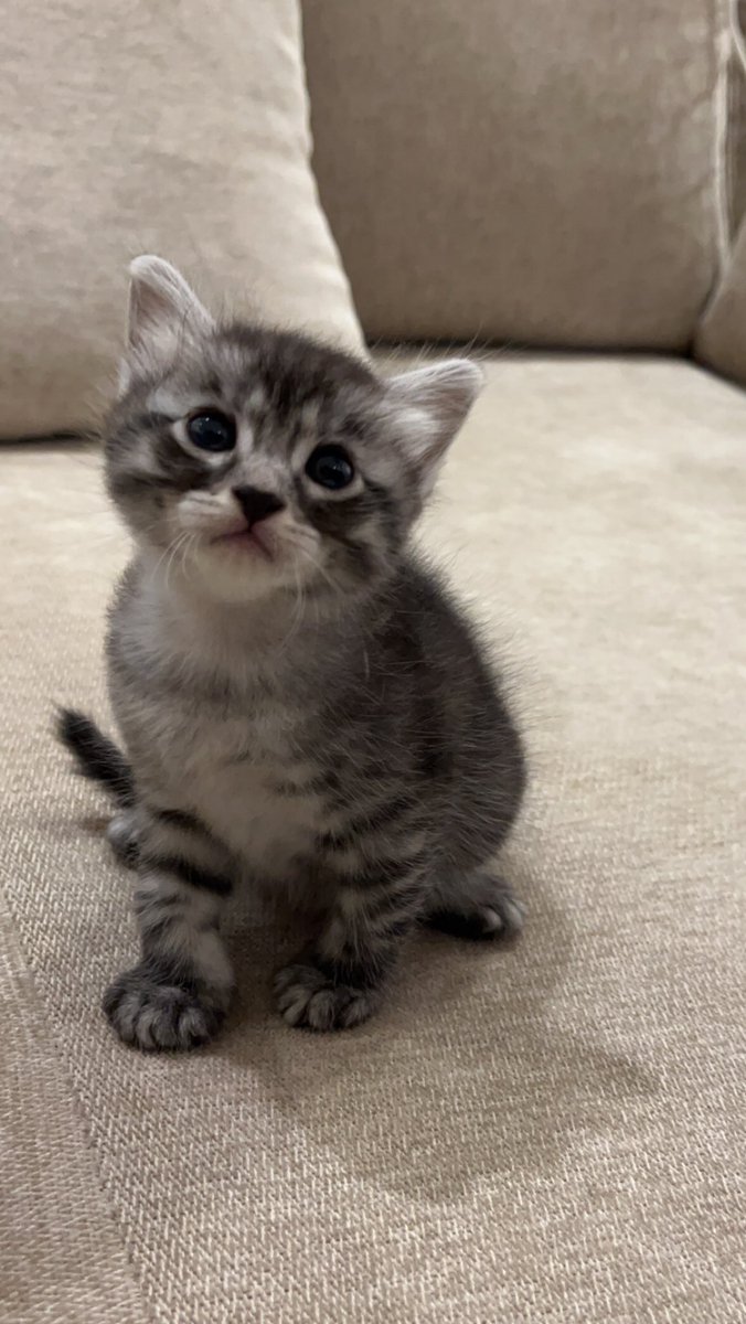 لوسي تسلم عليكم 💖