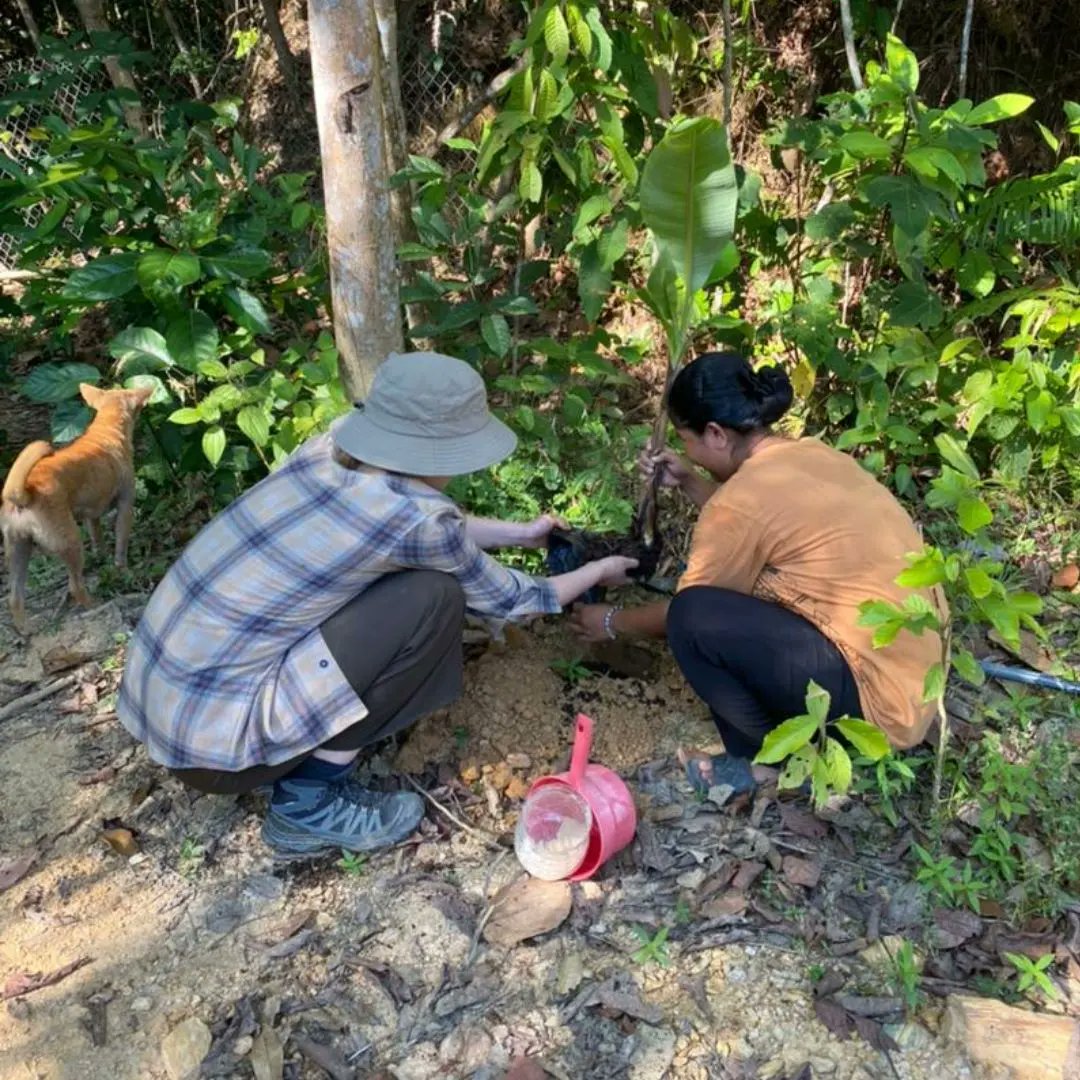 Gibbon Conservation Society tweet media