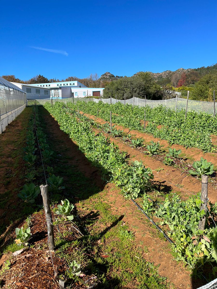 organic_zone's tweet photo. Last month, we attended Sababa Farm’s PGS farm visit in Piket-bo-berg, approximately 2hrs north of #CapeTown 👨‍🌾🚜 
Read more here: https://t.co/MJpypf3SY7 
#KnowYourFarmer #PGSassessment #supportlocal #CapeTown https://t.co/m4VdlpoMen
