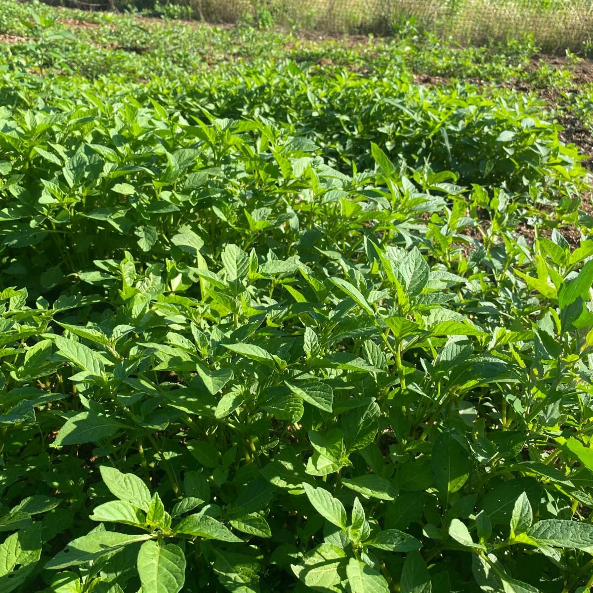 afrithrive's tweet photo. Did you know Tomatoes and African Black Nightshade (Managu) are part of the same plant family? Learn more from our Farm Manager while participating at the Cultural Farm in Poolesville, MD. #AfriThrive https://t.co/AuUllBA2y1