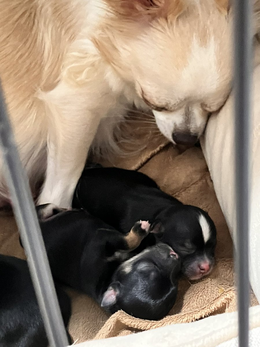 チワワずに赤ちゃんが生まれました🤗 https://t.co/4X228Q2tgc