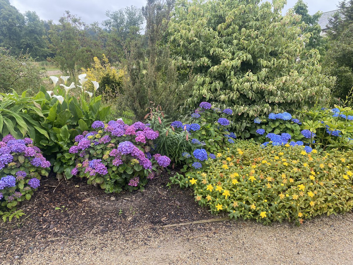 llmcmann's tweet photo. @SleepyNosku You can basically plant anything and it’ll live based on what we saw at Chatsworth and in Ireland (I know it’s different, but still) apparently even palm trees grow in Ireland. https://t.co/IJGQDvmb9b